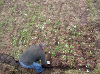 Preparing an experimental field
