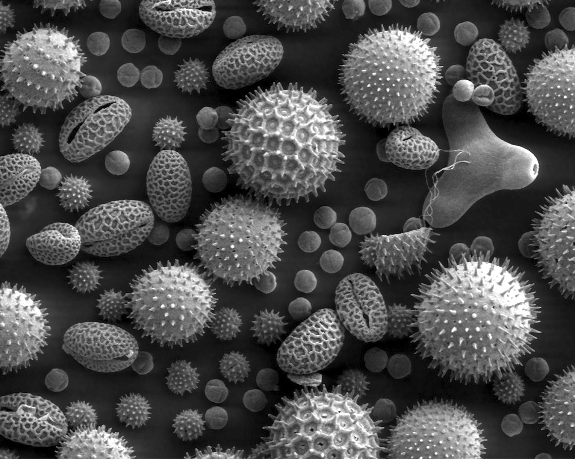 Ознакомительный семинар о возможностях сканирующего электронного микроскопа (ТМ-1000, ТМ-3000, S5500 (Hitachi, Япония)